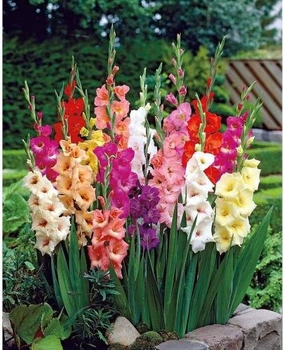 Gladiolus 12